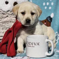 Aurora, a female Labrador Retriever for sale in Centerville, TN – Photo 7 of 7