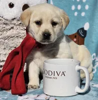 Aurora, a female Labrador Retriever for sale in Centerville, TN – Photo 7 of 7