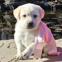 Aurora, a female Labrador Retriever for sale in Centerville, TN – Photo 2 of 7