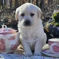 Aurora, a female Labrador Retriever for sale in Centerville, TN – Photo 5 of 7