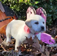 Aurora, a female Labrador Retriever for sale in Centerville, TN – Photo 1 of 7