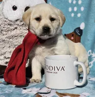 Aurora, a female Labrador Retriever for sale in Centerville, TN – Photo 4 of 7