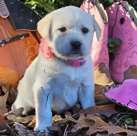 Aurora, a female Labrador Retriever for sale in Centerville, TN – Photo 3 of 7