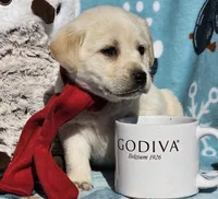 Aurora, a female Labrador Retriever for sale in Centerville, TN – Photo 6 of 7