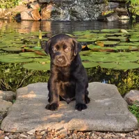 Duke, a male Labrador Retriever for sale in Centerville, TN – 4 of 6