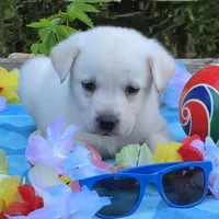 Finn, a male Labrador Retriever for sale in Centerville, TN – 1 of 6
