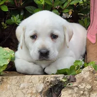 Poppy, a female Labrador Retriever for sale in Centerville, TN – 2 of 4