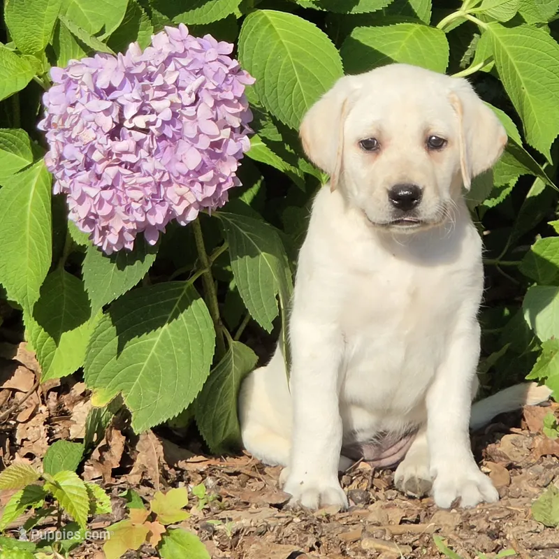 Poppy – Labrador Retriever puppy for sale in Centerville, TN