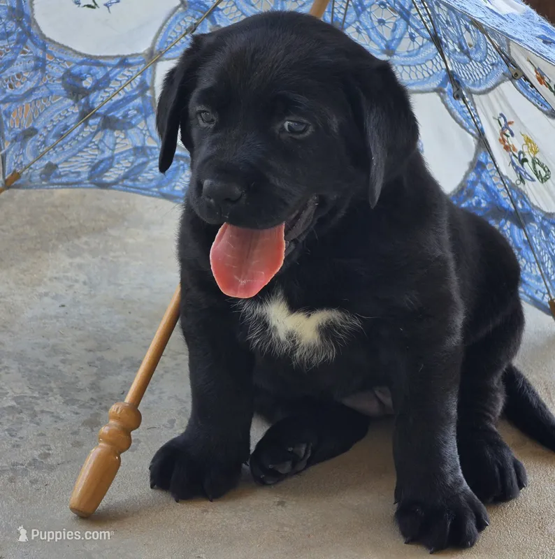Trixie – Labrador Retriever puppy for sale in Centerville, TN