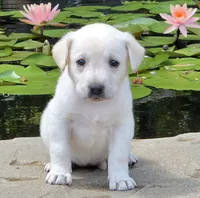 Meadow, a female Labrador Retriever for sale in Centerville, TN – 4 of 6