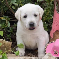 Windy, a female Labrador Retriever for sale in Centerville, TN – 2 of 5