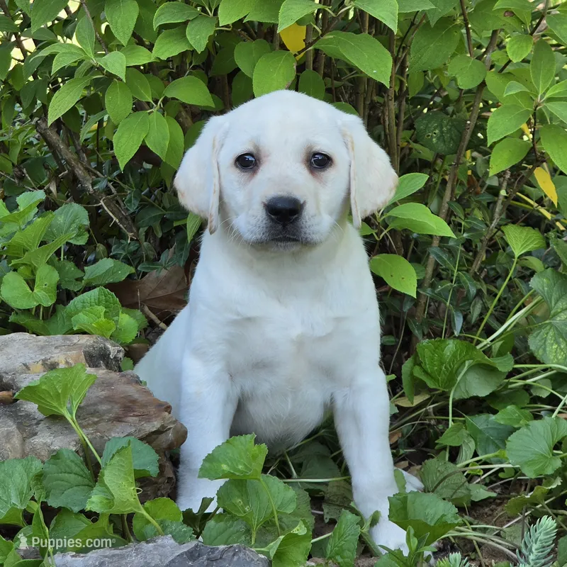 Poppy – Labrador Retriever puppy for sale in Centerville, TN