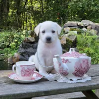 Coral, a female Labrador Retriever for sale in Centerville, TN – 2 of 6