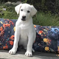 Finn, a male Labrador Retriever for sale in Nunnelly, TN – 2 of 8
