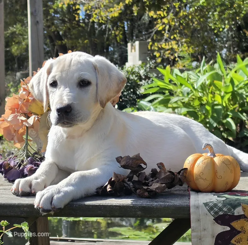 Sandy – Labrador Retriever puppy for sale in Nunnelly, TN