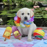 Iris, a female Labrador Retriever for sale in Centerville, TN – 3 of 6