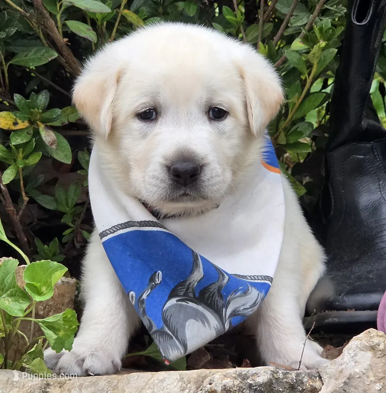 Surf – Labrador Retriever puppy for sale in Centerville, TN