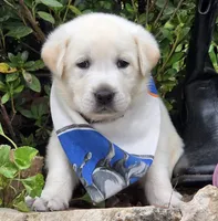 Surf, a male Labrador Retriever for sale in Centerville, TN – 1 of 4