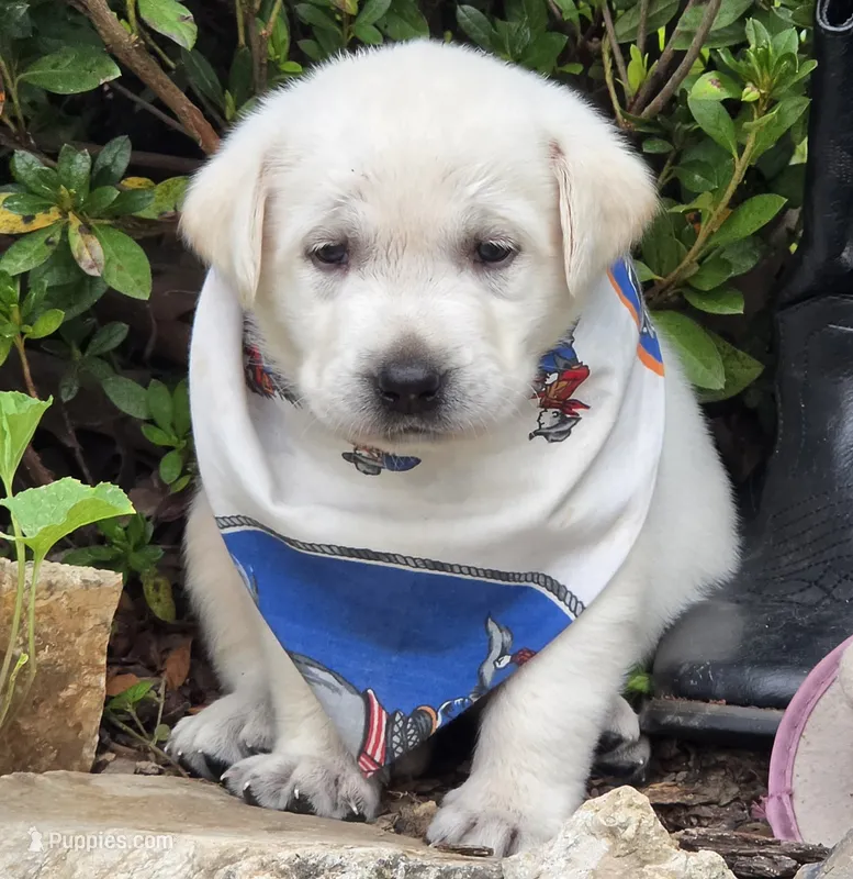 Sandy – Labrador Retriever puppy for sale in Centerville, TN