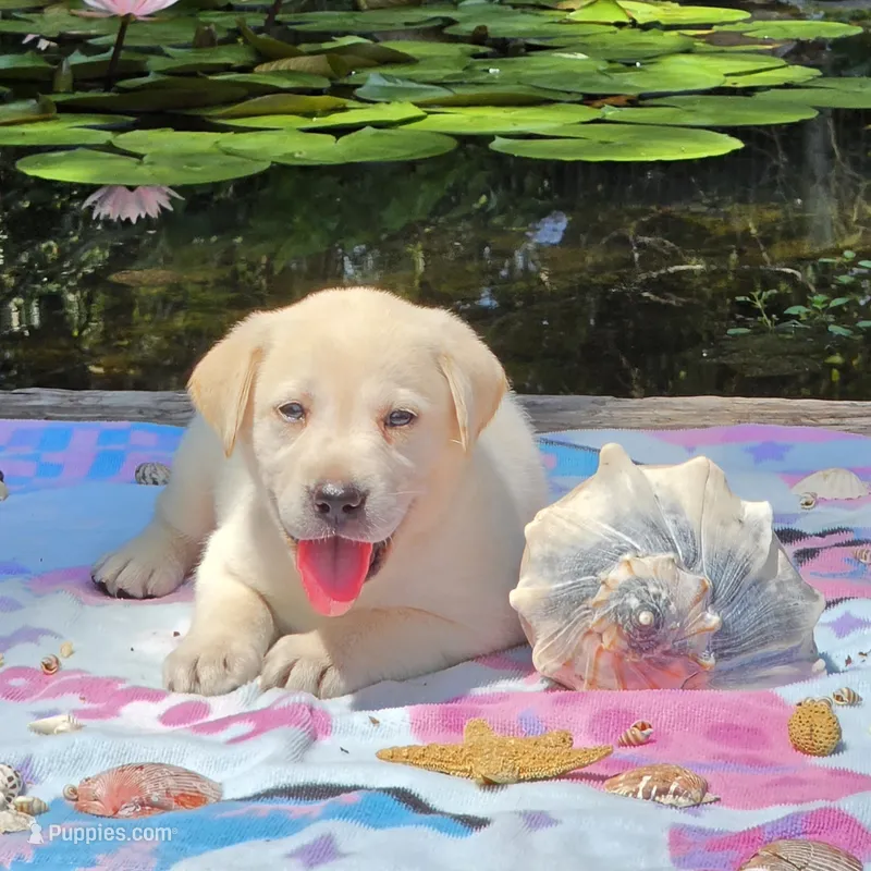 Aelia – Labrador Retriever puppy for sale in Centerville, TN