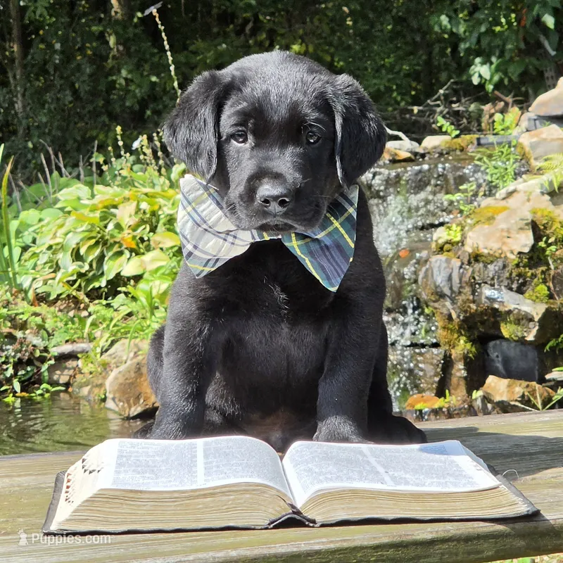 Tide – Labrador Retriever puppy on hold in Centerville, TN