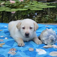 Anatoli , a male Labrador Retriever for sale in Centerville, TN – 2 of 4