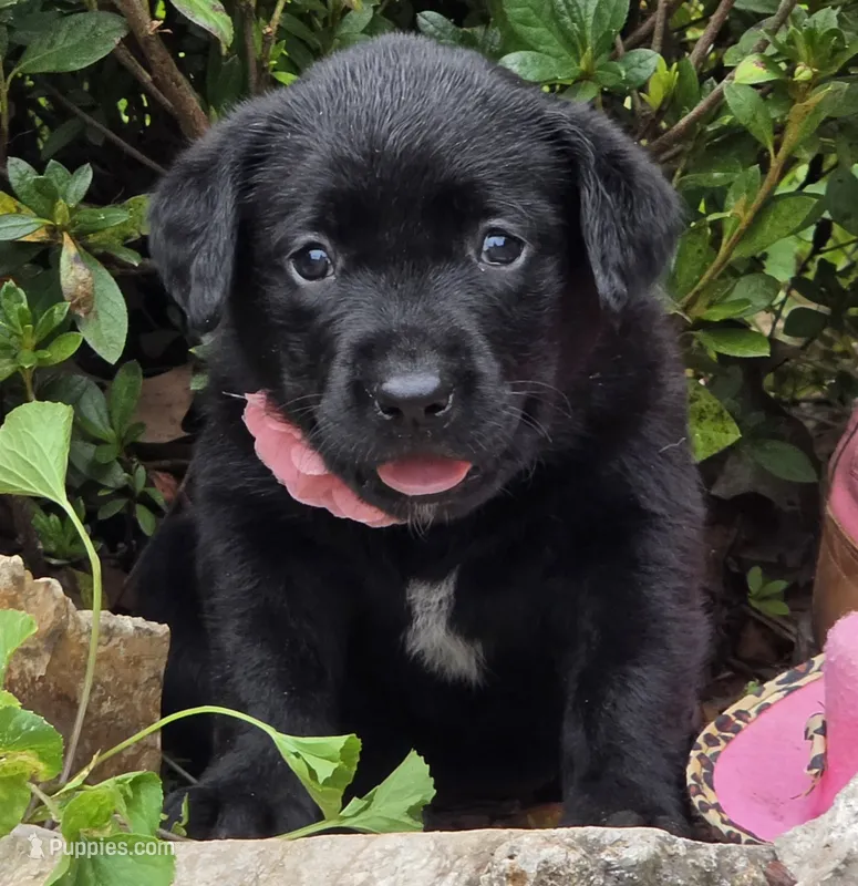 Breezy – Labrador Retriever puppy for sale in Centerville, TN