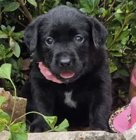 Breezy, a female Labrador Retriever for sale in Centerville, TN – 1 of 4