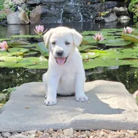 Coral, a female Labrador Retriever for sale in Centerville, TN – 3 of 6