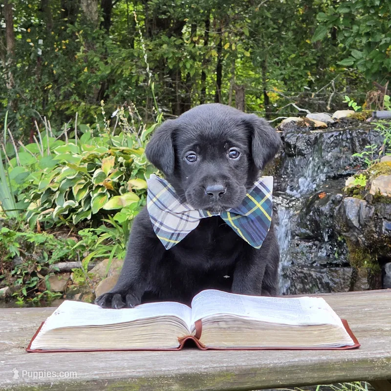 Sam – Labrador Retriever puppy for sale in Centerville, TN