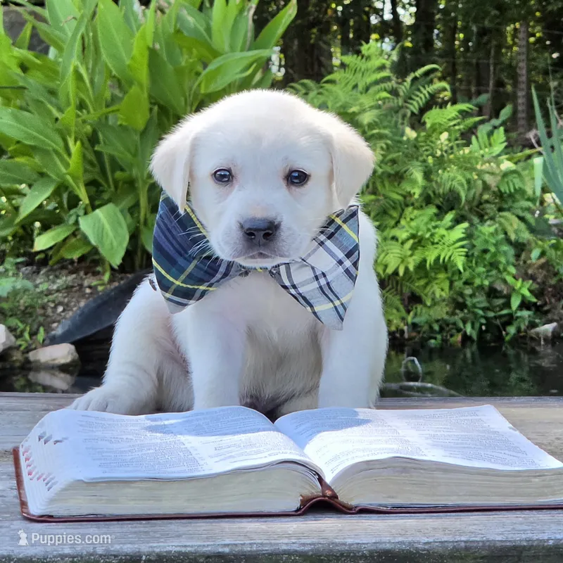 Leo – Labrador Retriever puppy for sale in Centerville, TN