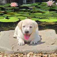 Aelia, a female Labrador Retriever for sale in Centerville, TN – 4 of 6
