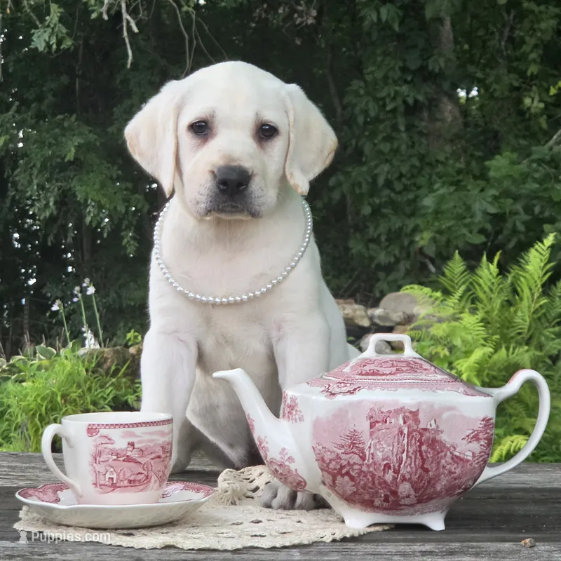 Daisy – Labrador Retriever puppy for sale in Centerville, TN