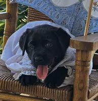 Trixie, a female Labrador Retriever for sale in Centerville, TN – 6 of 6