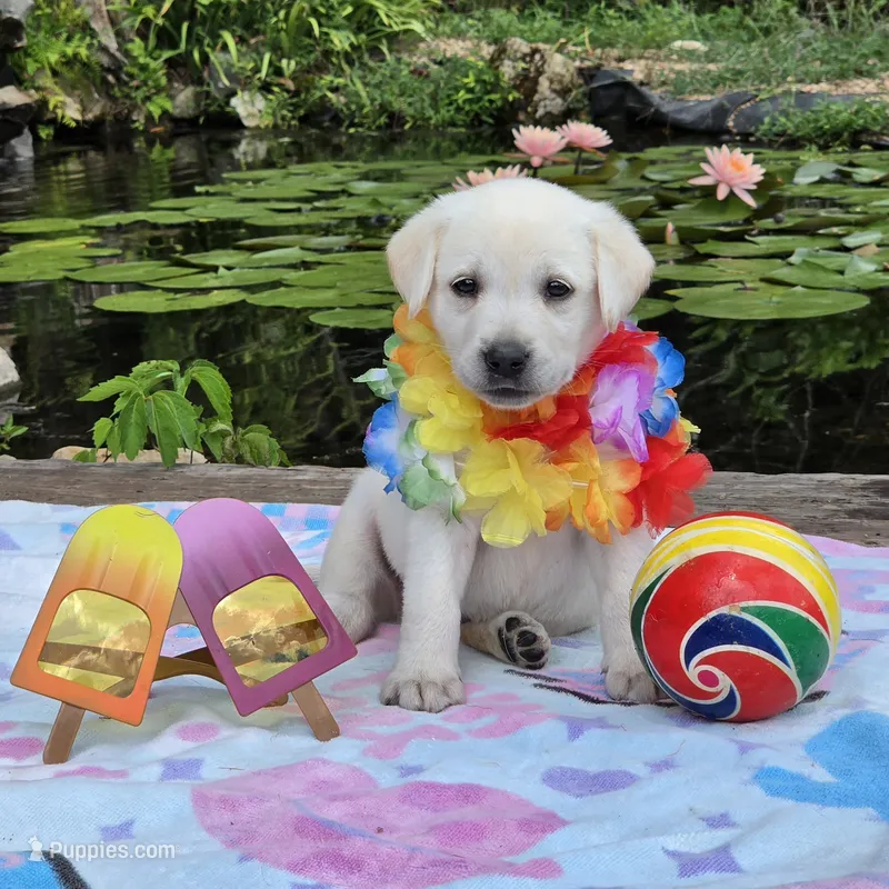 Coral – Labrador Retriever puppy for sale in Centerville, TN