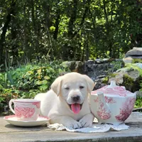 Aelia, a female Labrador Retriever for sale in Centerville, TN – 2 of 6