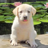 Beryl, a male Labrador Retriever for sale in Centerville, TN – 3 of 6