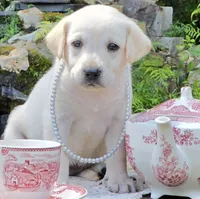 Helena, a female Labrador Retriever for sale in Centerville, TN – 2 of 6