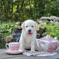 Aurelia , a female Labrador Retriever for sale in Centerville, TN – 3 of 6