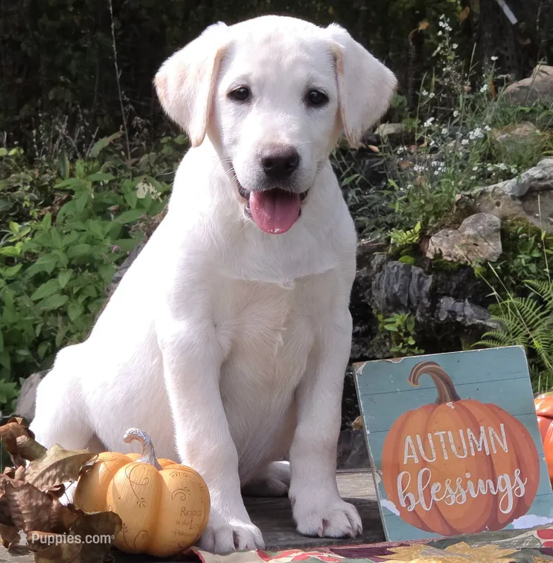 Finn – Labrador Retriever puppy for sale in Nunnelly, TN