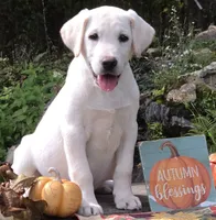 Finn, a male Labrador Retriever for sale in Nunnelly, TN – 1 of 8