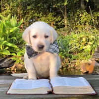 Jett, a male Labrador Retriever for sale in Centerville, TN – 4 of 6
