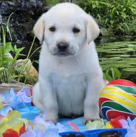 Bay, a male Labrador Retriever for sale in Centerville, TN – 3 of 5