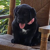 Trixie, a female Labrador Retriever for sale in Centerville, TN – 2 of 6