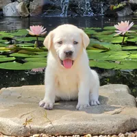 Aurelia , a female Labrador Retriever for sale in Centerville, TN – 2 of 6