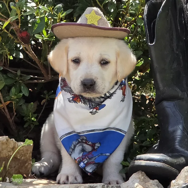 Beryl – Labrador Retriever puppy for sale in Centerville, TN