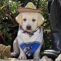Beryl, a male Labrador Retriever for sale in Centerville, TN – 1 of 6