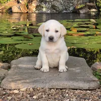 Jett, a male Labrador Retriever for sale in Centerville, TN – 2 of 6