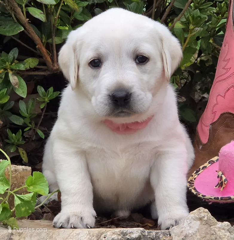 Windy – Labrador Retriever puppy for sale in Centerville, TN