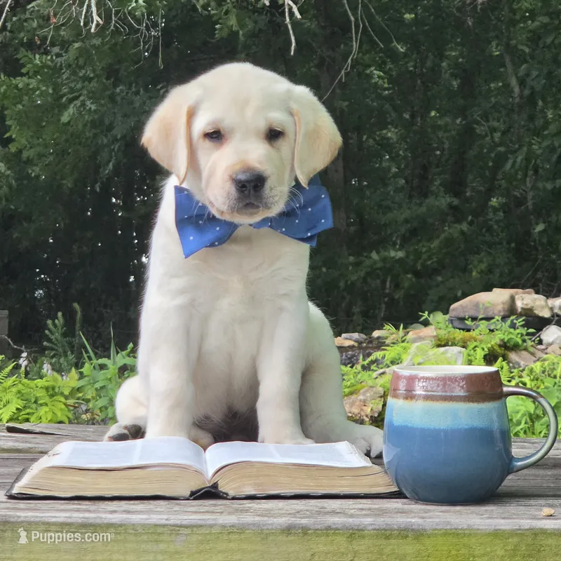 Cosmos – Labrador Retriever puppy on hold in Centerville, TN